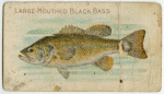 Large mouthed black bass.