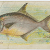 Pompano.