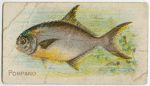 Pompano.