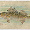 Pike perch.