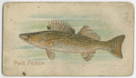 Pike perch.