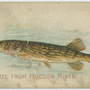 Pickerel from Hudson River.