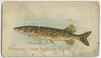 Pickerel from Hudson River.