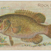 Rock bass.