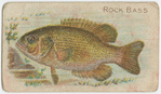 Rock bass.