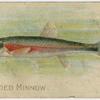 Red-sided minnow.