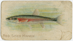 Red-sided minnow.