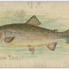 Rainbow trout.