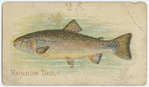 Rainbow trout.