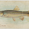 River chub.