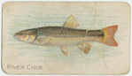 River chub.