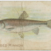 Red-nosed minnow.