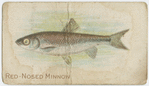 Red-nosed minnow.