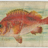 Rose fish.