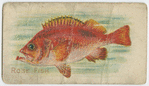 Rose fish.