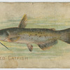 Spotted catfish.