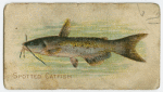 Spotted catfish.
