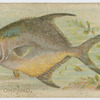 Short pompano.