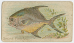 Short pompano.
