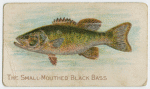 The small-mouthed black bass.