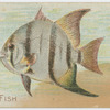 Spade fish.