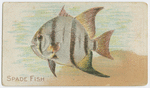 Spade fish.