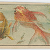 Kingyo (Goldfish)