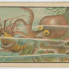 Tako (Octopus).