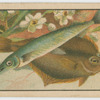 Fish series