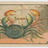 Fish series