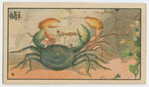 Fish series