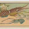 Fish series