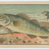 Fish series
