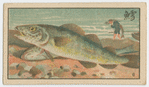 Fish series