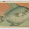 Fish series