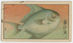Fish series