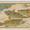 Fish series