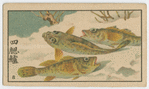 Fish series