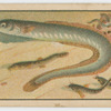 Fish series