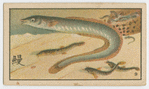 Fish series