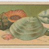 Fish series