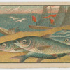 Fish series