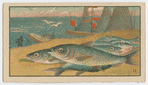Fish series
