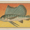 Fish series