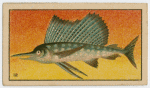 Fish series