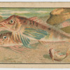 Fish series