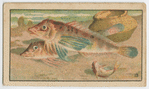 Fish series