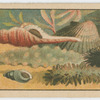 Fish series