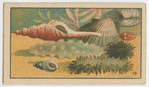 Fish series