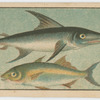 Fish series